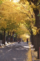 Photo :  the road in Den-en Chofu, Ota ward in Tokyo