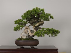 Photo : Omiya Bonsai Art Museum6