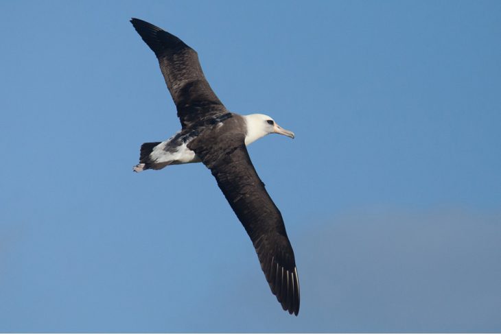 Figure 1: A Laysan albatross with GPS, camera, and accelerometer data logger attached to its back. Photo credit: Nishizawa Bungo